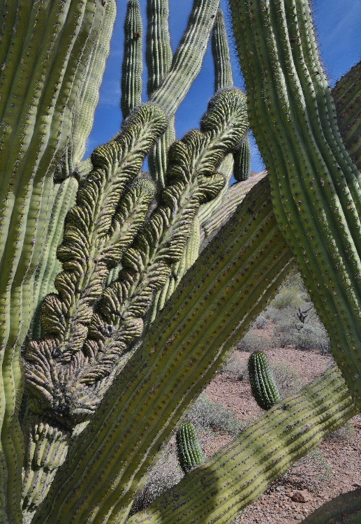 mutated organ pipe cactus